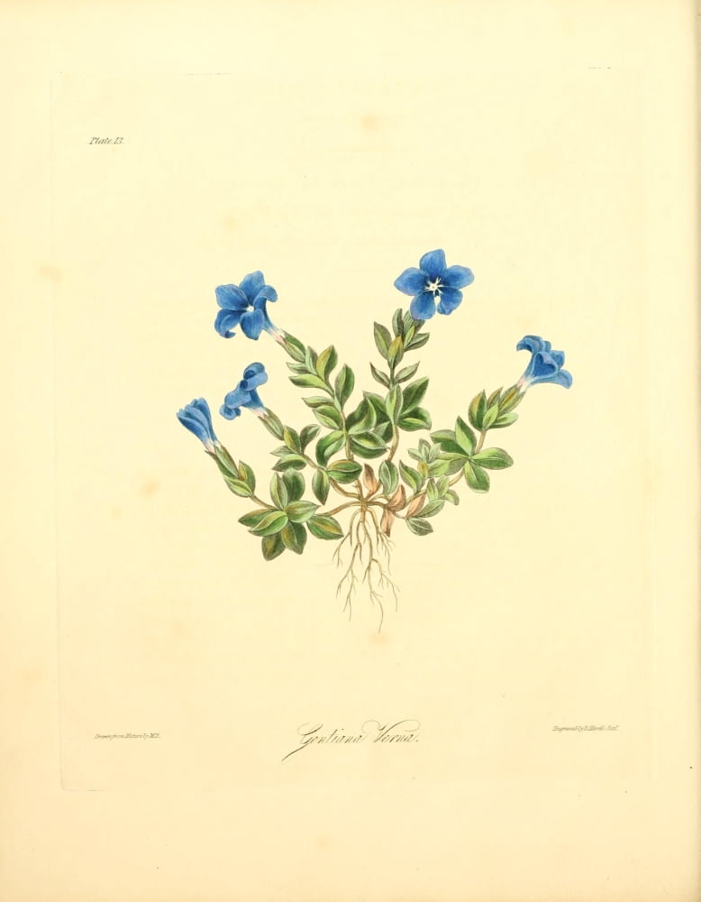 Floral Illustrations of the Seasons 1831 Gentiana Verna Canvas Art - Margaret Roscoe (18 x 24)
