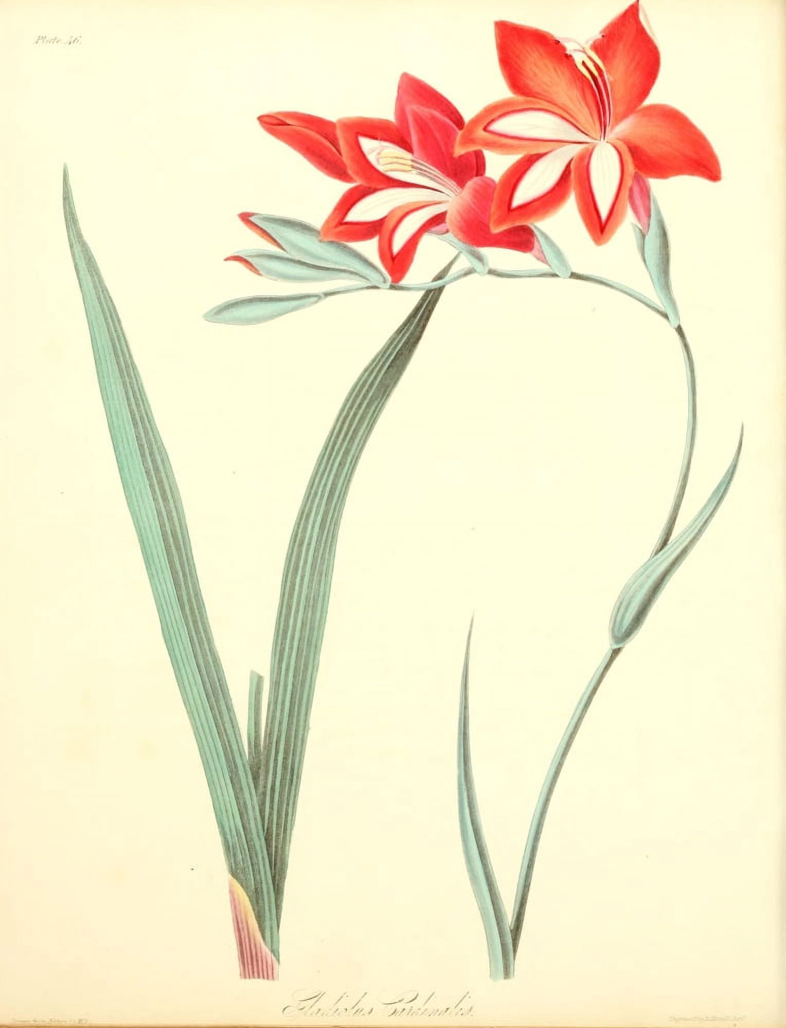 Floral Illustrations of the Seasons 1831 Gladiolus Cardinalis Canvas Art - Margaret Roscoe (24 x 36)