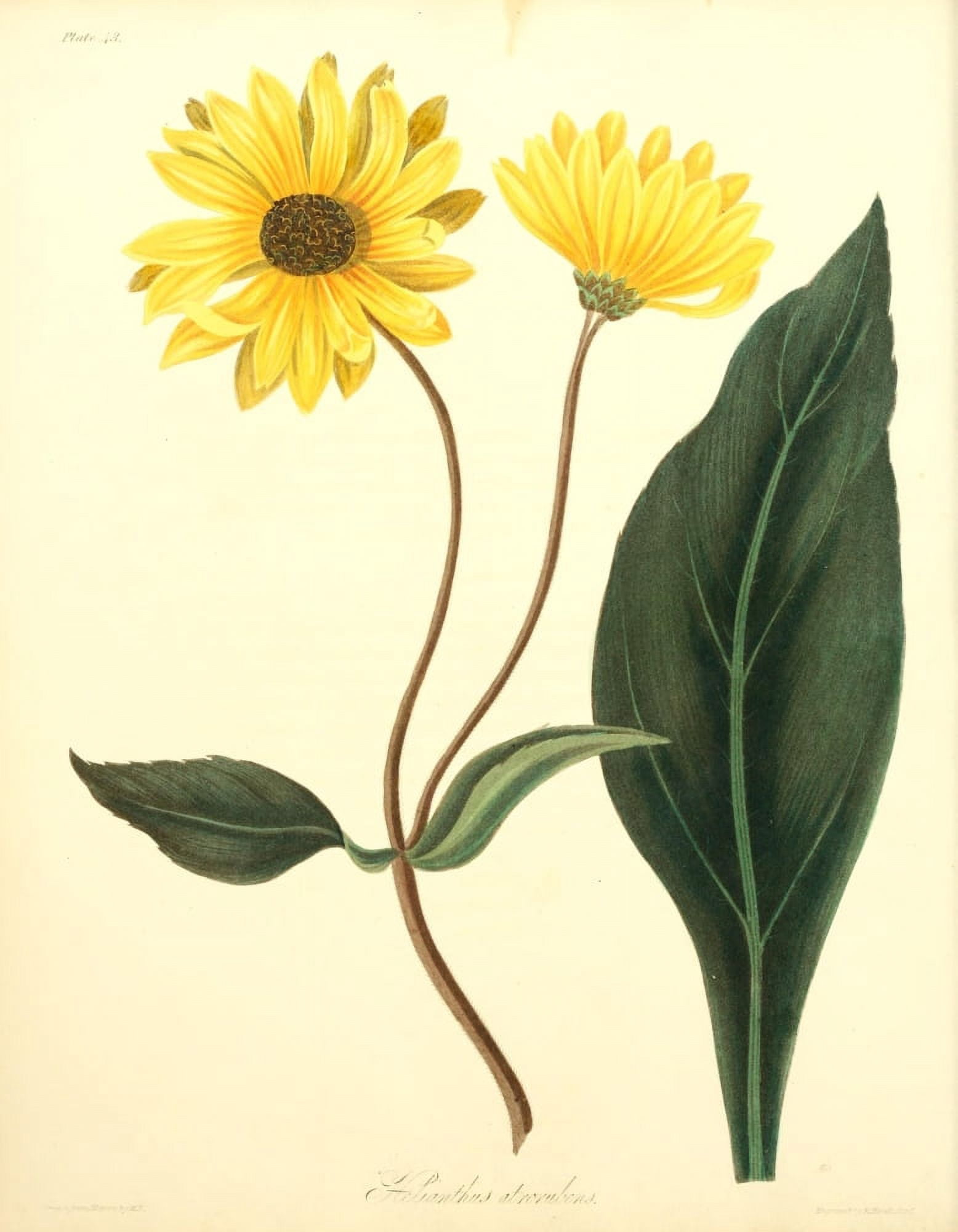 Floral Illustrations of the Seasons 1831 Helianthus Atrorubens Canvas Art - Margaret Roscoe (18 x 24)