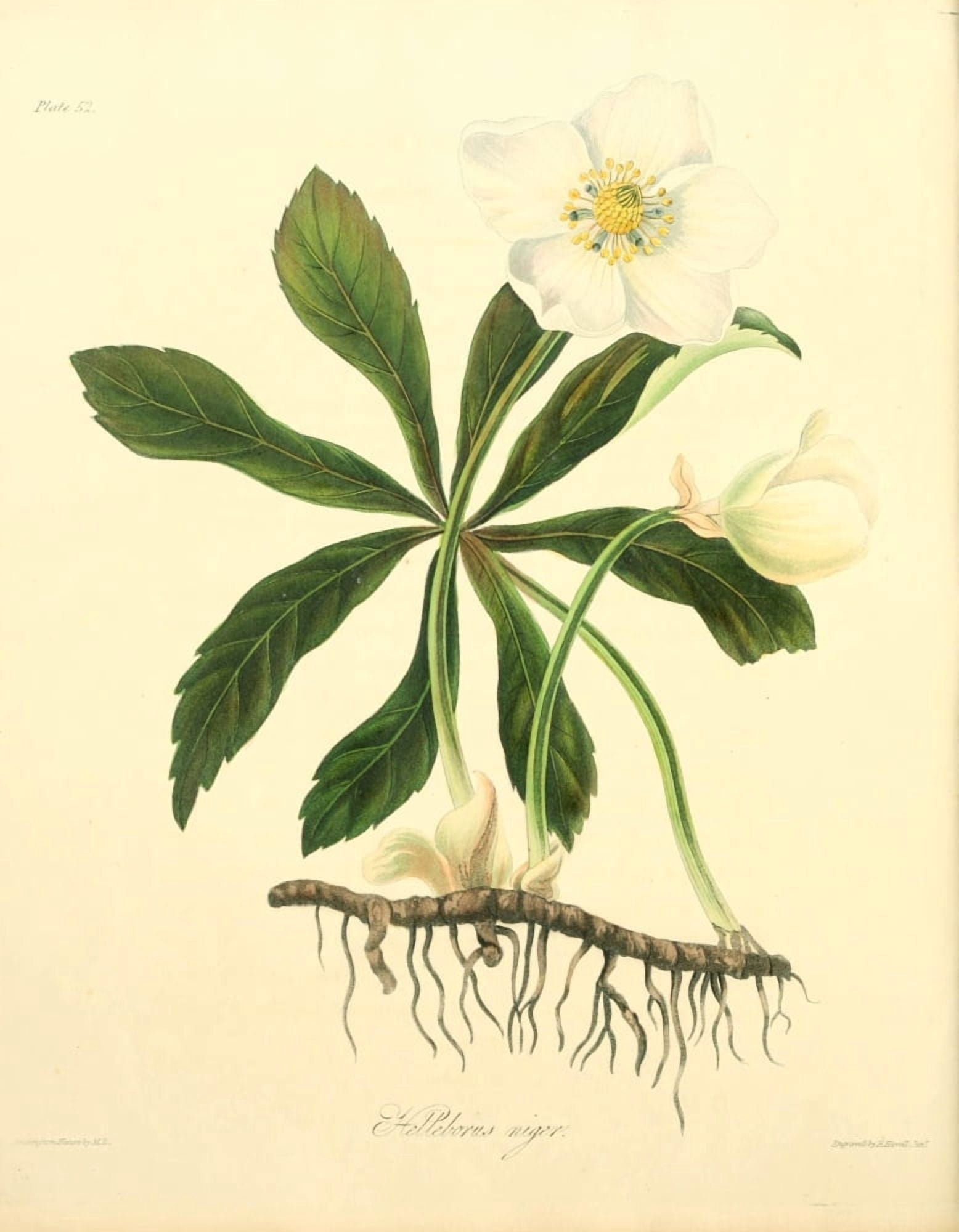 Floral Illustrations of the Seasons 1831 Helleborus Niger Canvas Art - Margaret Roscoe (18 x 24)