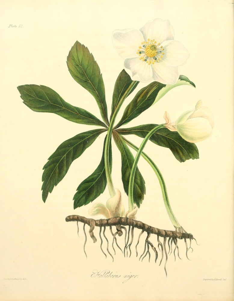 Floral Illustrations of the Seasons 1831 Helleborus Niger Canvas Art - Margaret Roscoe (24 x 36)