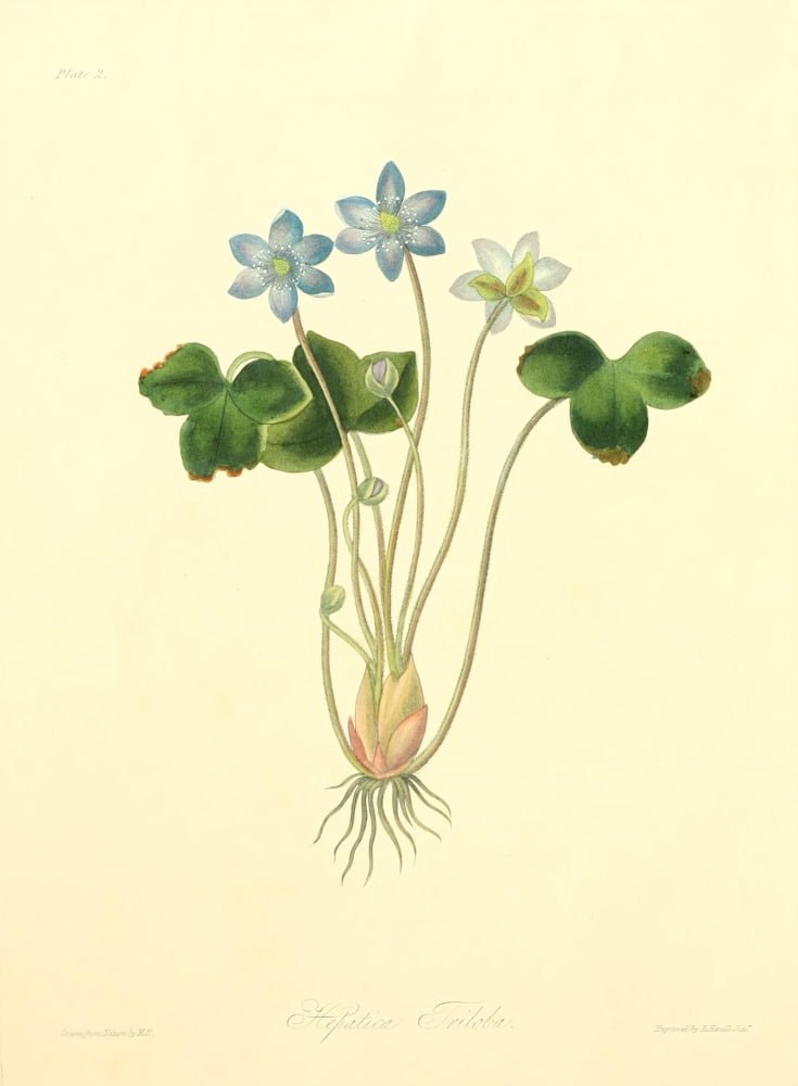 Floral Illustrations of the Seasons 1831 Hepatica Triloba Canvas Art - Margaret Roscoe (18 x 24)