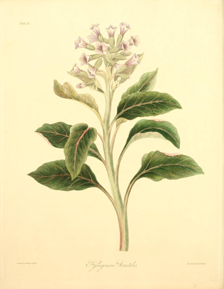 Floral Illustrations of the Seasons 1831 Hyoscyamus Orientalis Canvas Art - Margaret Roscoe (18 x 24)