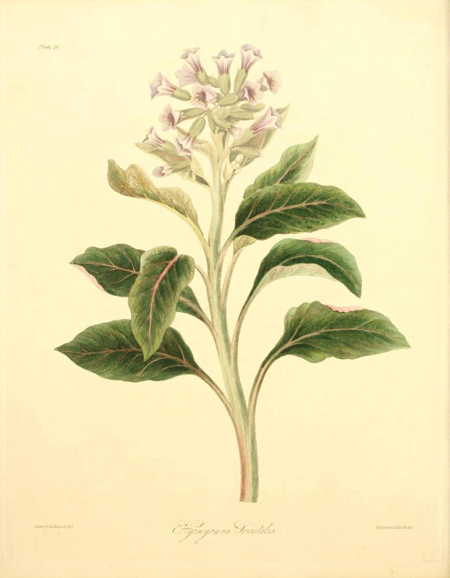 Floral Illustrations of the Seasons 1831 Hyoscyamus Orientalis Canvas Art - Margaret Roscoe (24 x 36)