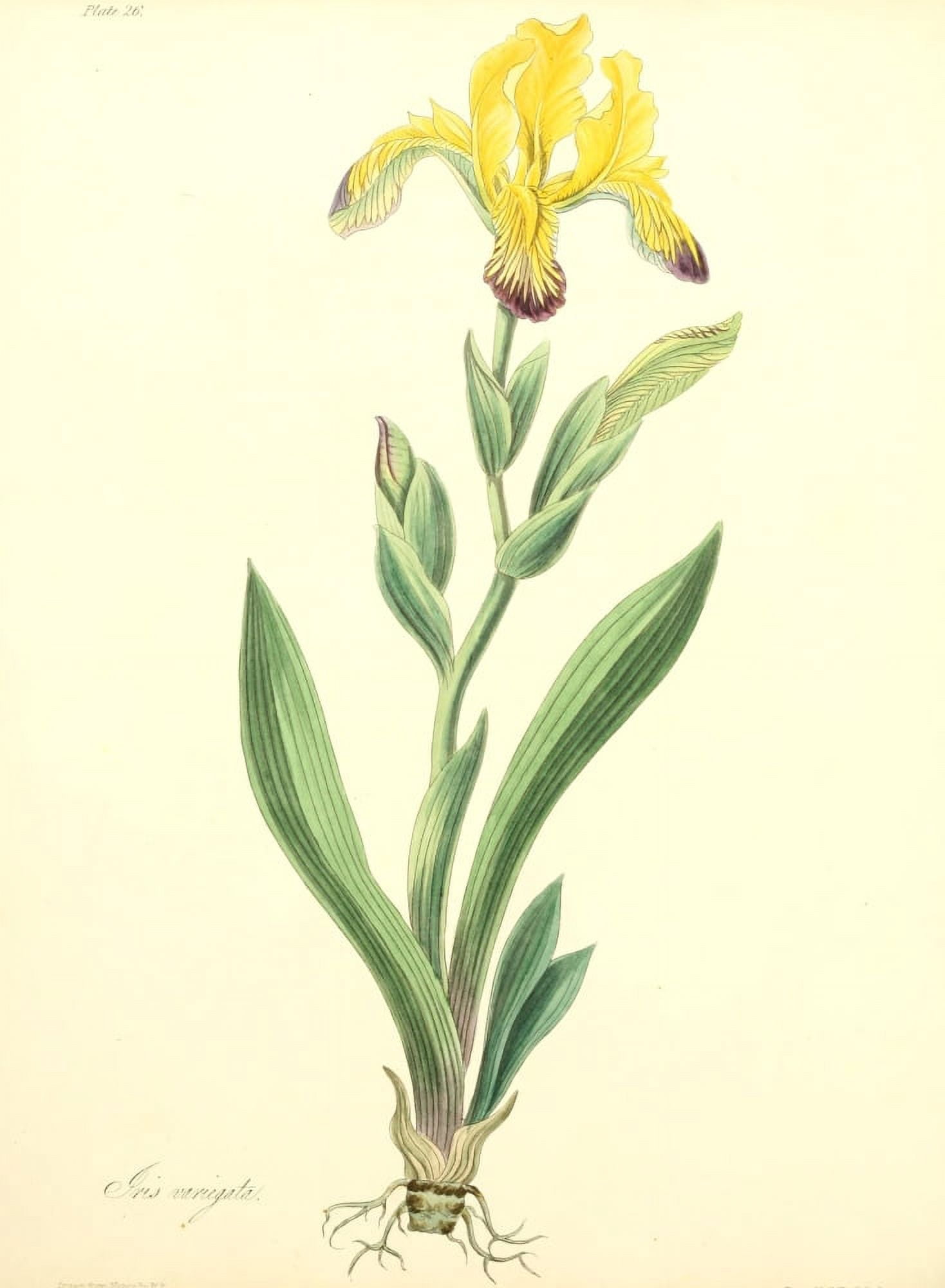 Floral Illustrations of the Seasons 1831 Iris Variegata Canvas Art - Margaret Roscoe (24 x 36)