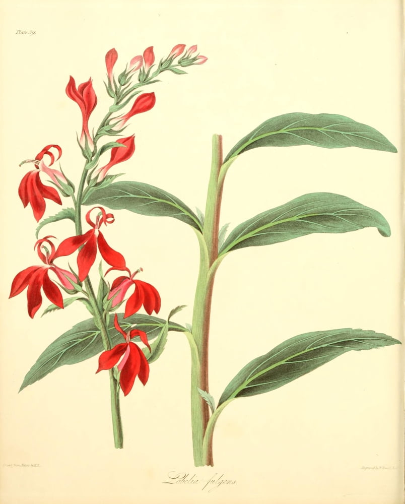 Floral Illustrations of the Seasons 1831 Lobelia Fulgens Canvas Art - Margaret Roscoe (18 x 24)