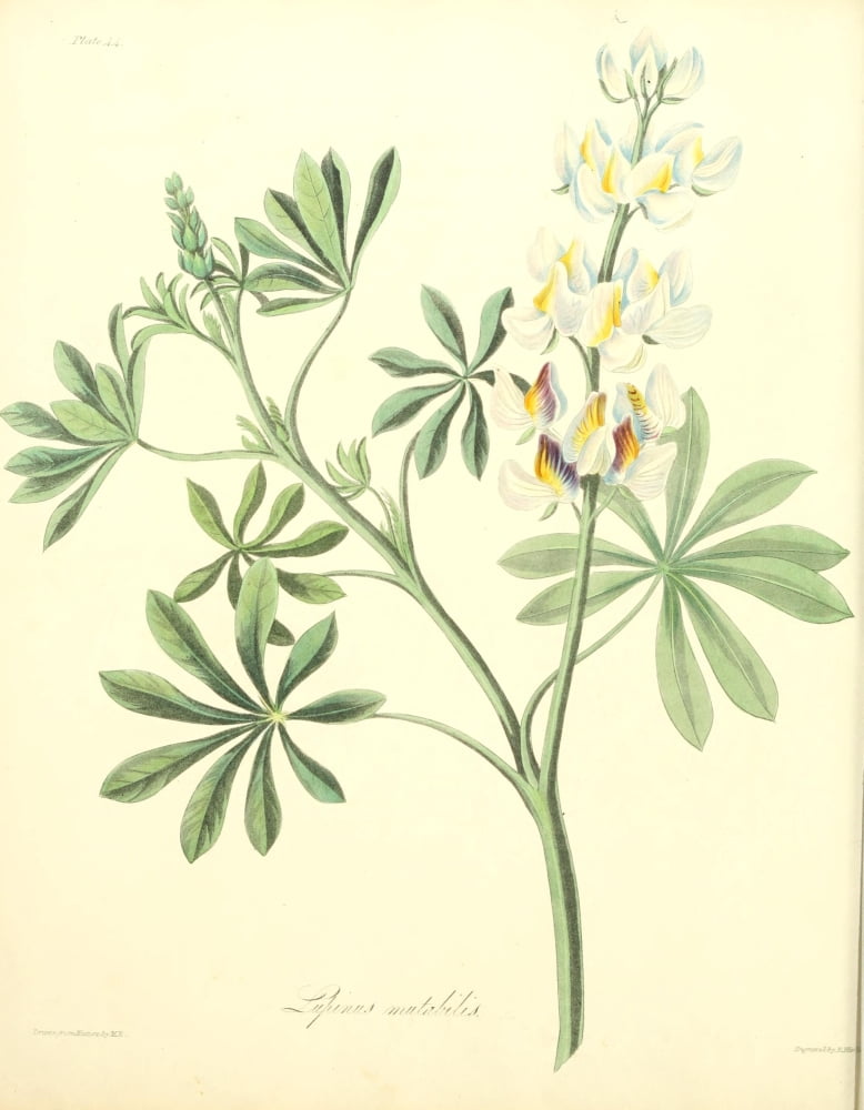 Floral Illustrations of the Seasons 1831 Lupinus Mutabilis Canvas Art - Margaret Roscoe (18 x 24)