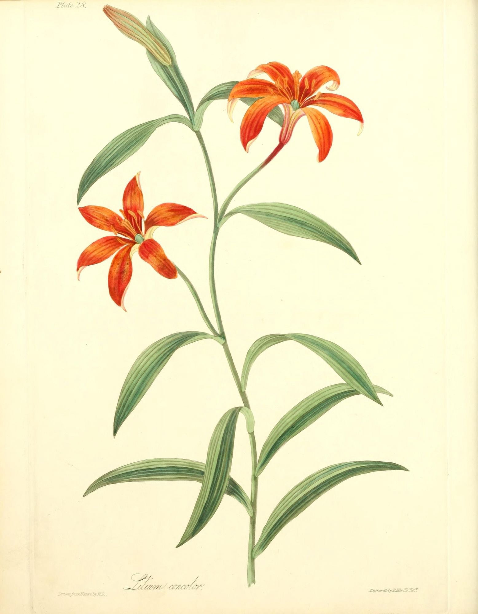 Floral Illustrations of the Seasons 1831 Morning Star Lily Canvas Art - Margaret Roscoe (24 x 36)