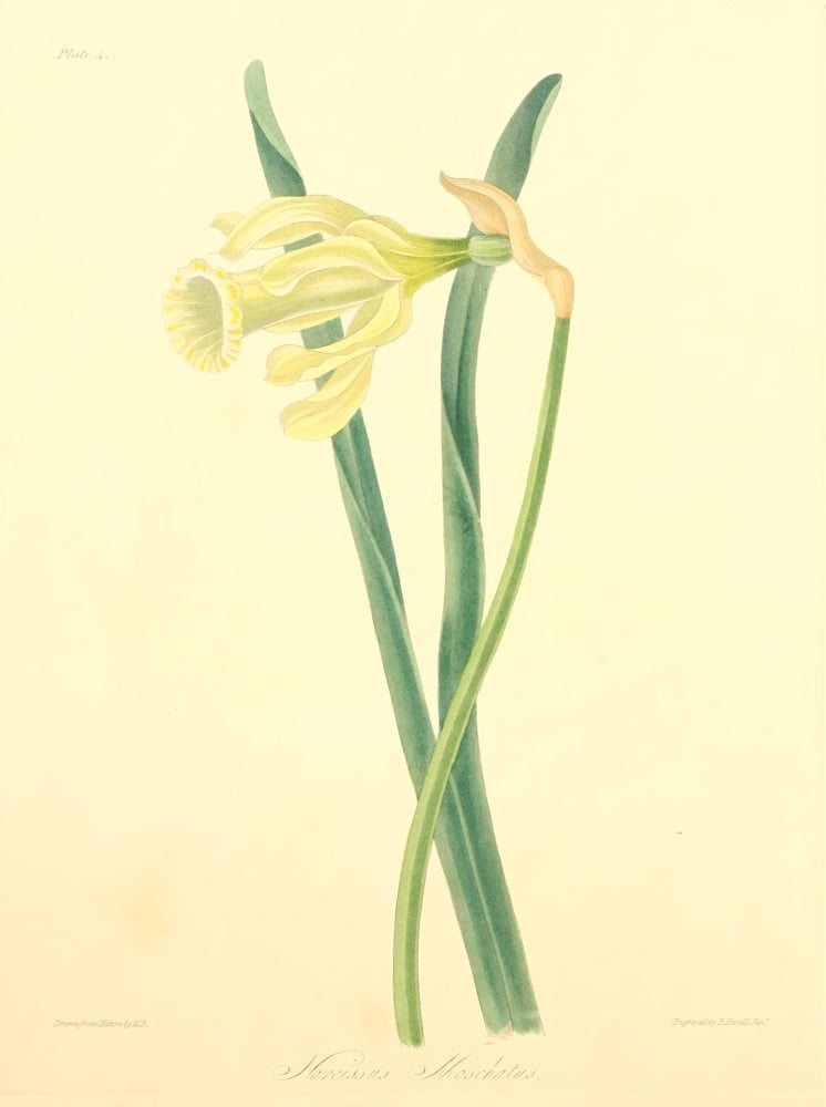 Floral Illustrations of the Seasons 1831 Narcissus Moschatus Canvas Art - Margaret Roscoe (24 x 36)