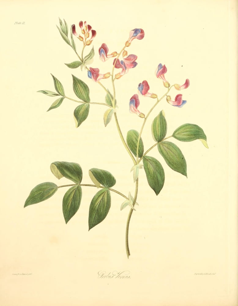 Floral Illustrations of the Seasons 1831 Orobus Vernus Canvas Art - Margaret Roscoe (18 x 24)