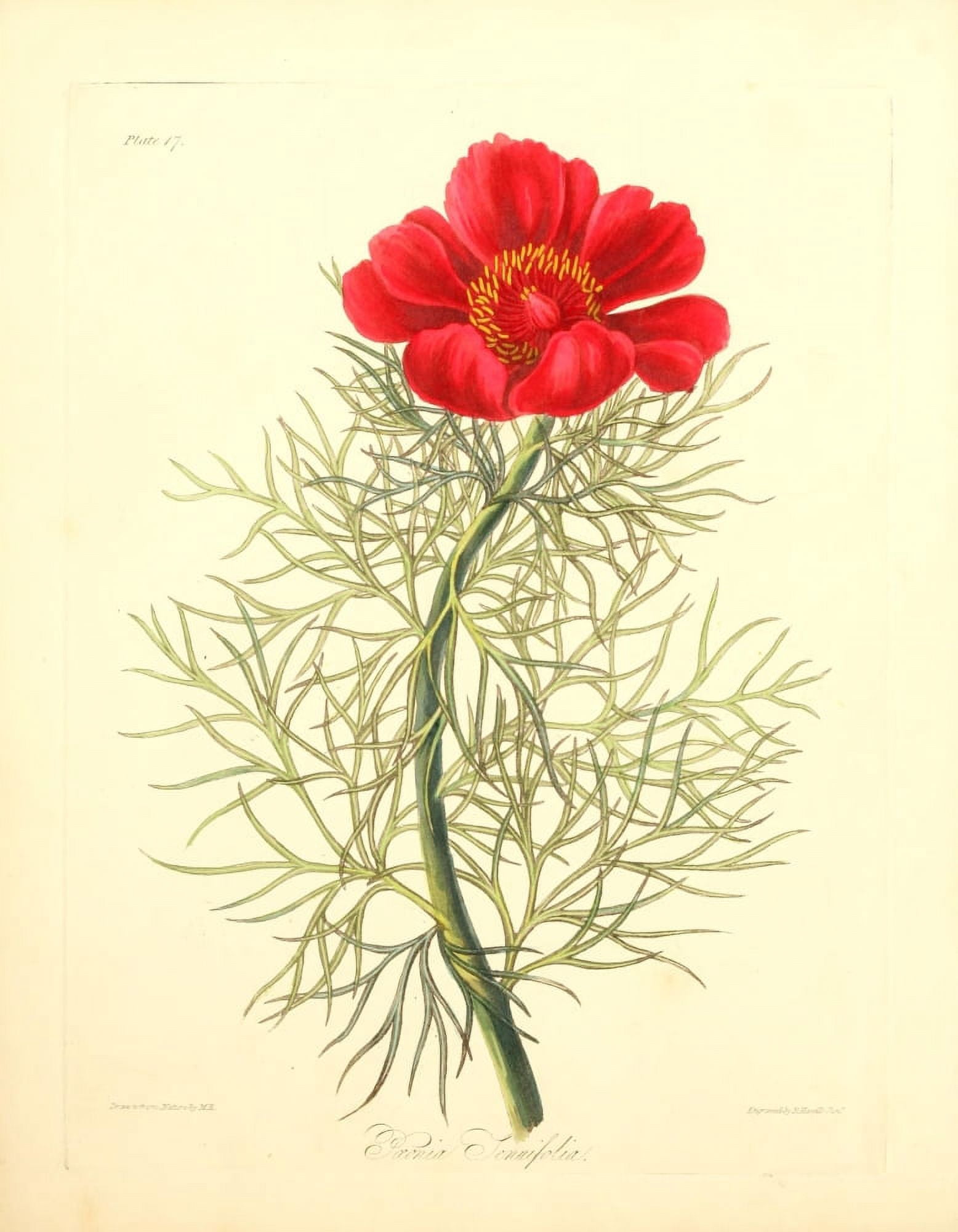 Floral Illustrations of the Seasons 1831 Paeonia Tenuifolia Canvas Art - Margaret Roscoe (24 x 36)