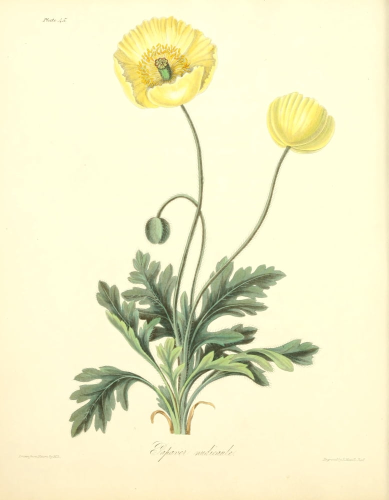 Floral Illustrations of the Seasons 1831 Papaver Nudicaule Canvas Art - Margaret Roscoe (18 x 24)
