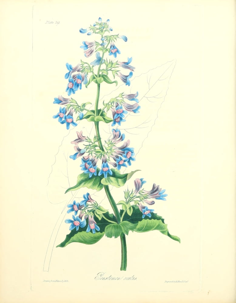 Floral Illustrations of the Seasons 1831 Penstemon Ovatus Canvas Art - Margaret Roscoe (24 x 36)