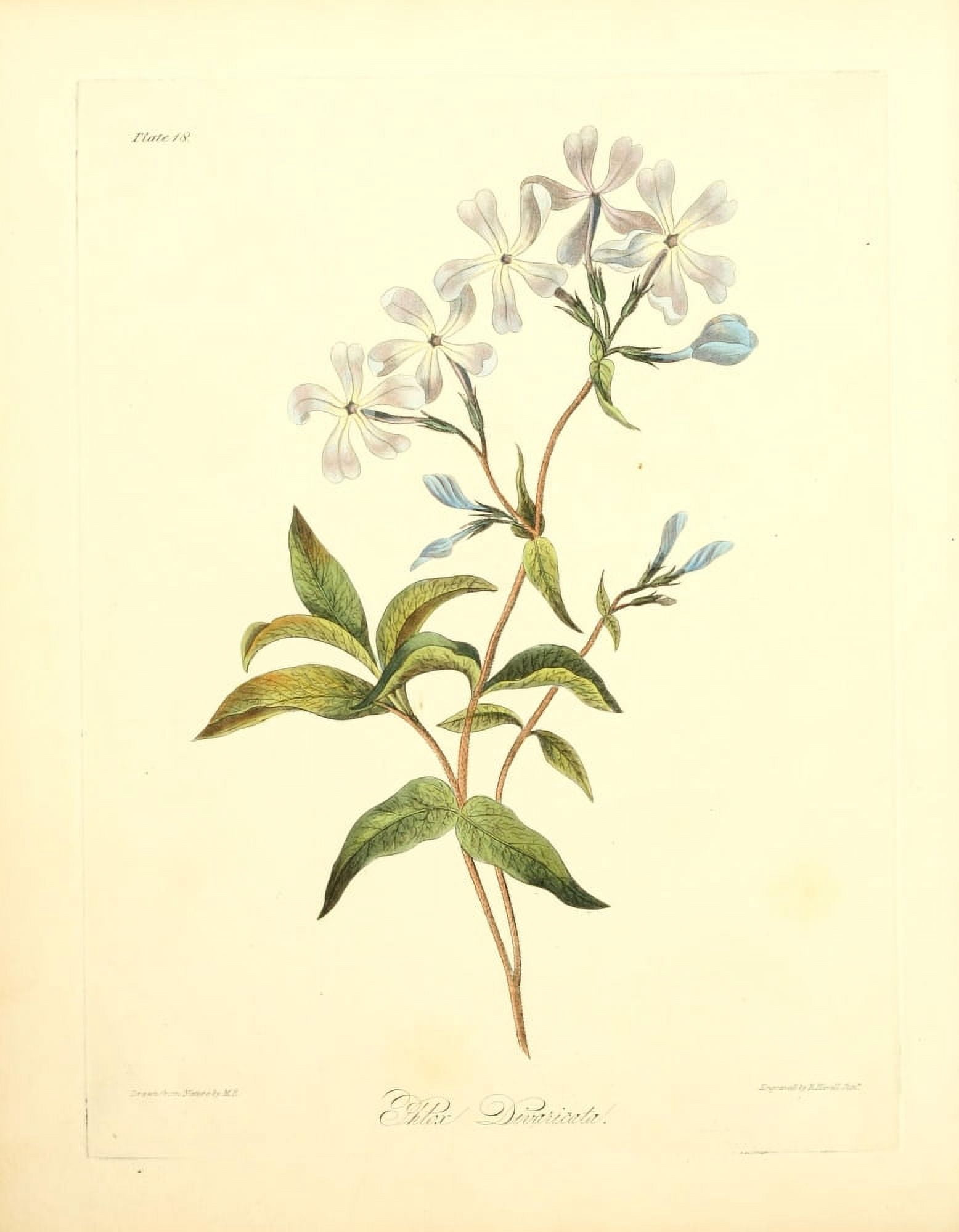 Floral Illustrations of the Seasons 1831 Phlox Divaricata Canvas Art - Margaret Roscoe (18 x 24)