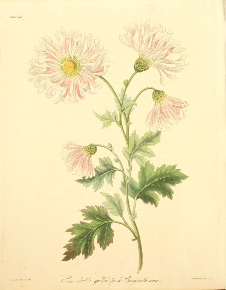 Floral Illustrations of the Seasons 1831 Pink Chrysanthemum Canvas Art - Margaret Roscoe (18 x 24)