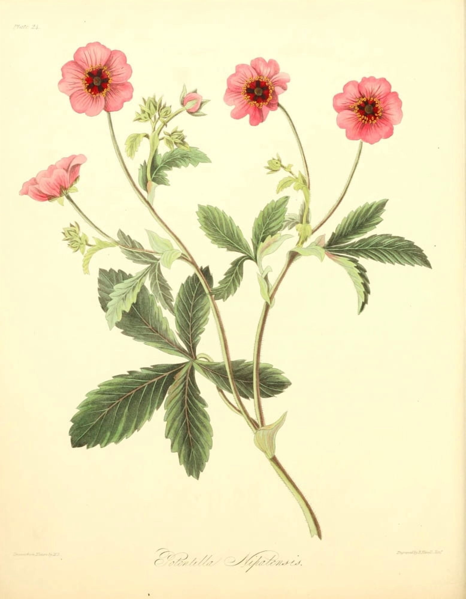 Floral Illustrations of the Seasons 1831 Potentilla Nepalensis Canvas Art - Margaret Roscoe (24 x 36)