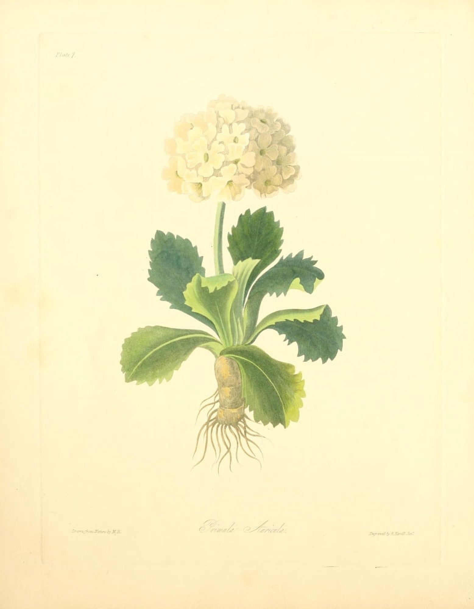 Floral Illustrations of the Seasons 1831 Primula Auricula Canvas Art - Margaret Roscoe (18 x 24)