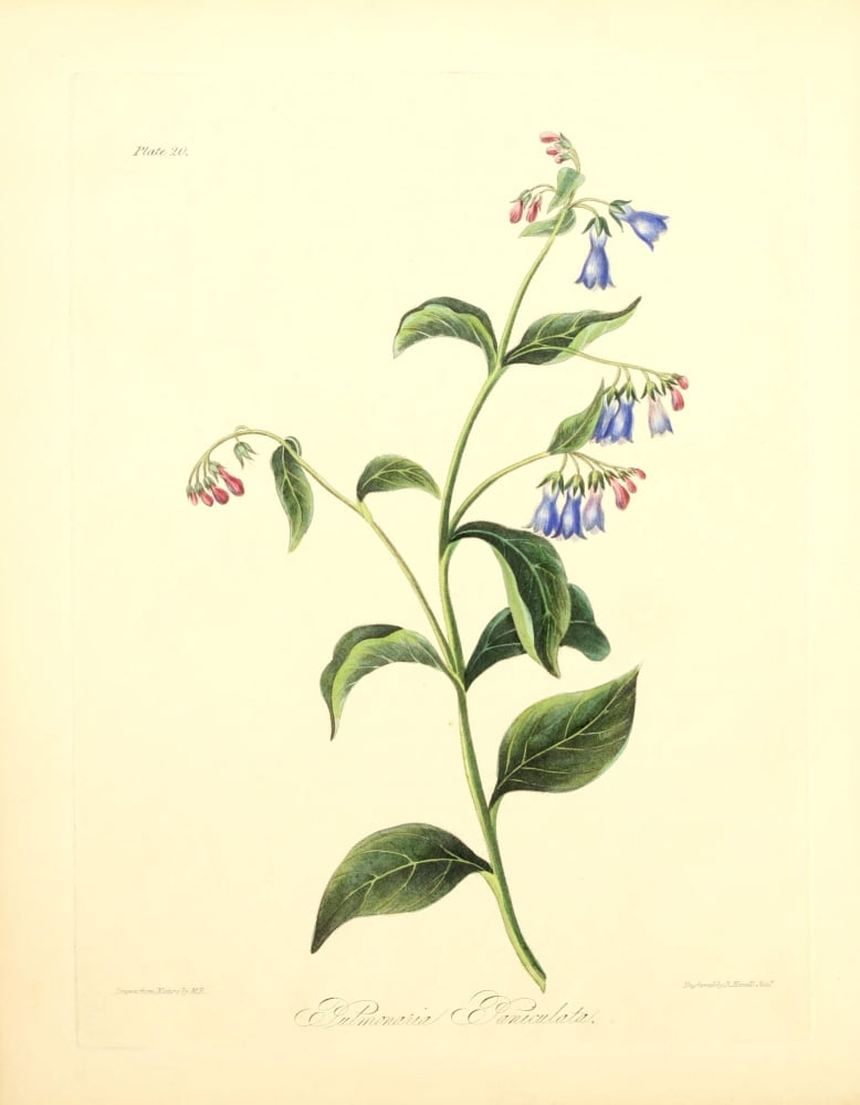 Floral Illustrations of the Seasons 1831 Pulmonaria Paniculata Canvas Art - Margaret Roscoe (18 x 24)
