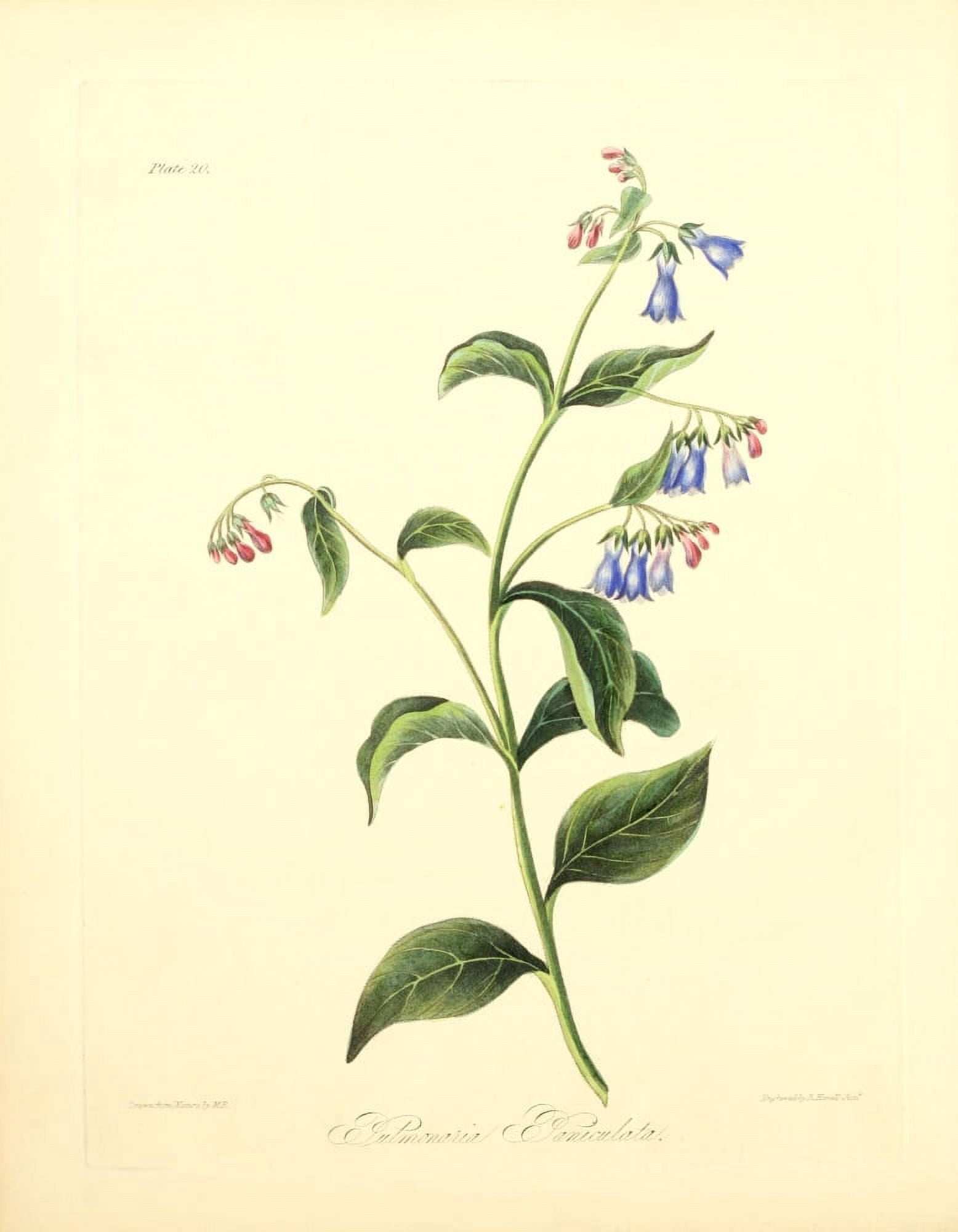 Floral Illustrations of the Seasons 1831 Pulmonaria Paniculata Canvas Art - Margaret Roscoe (24 x 36)