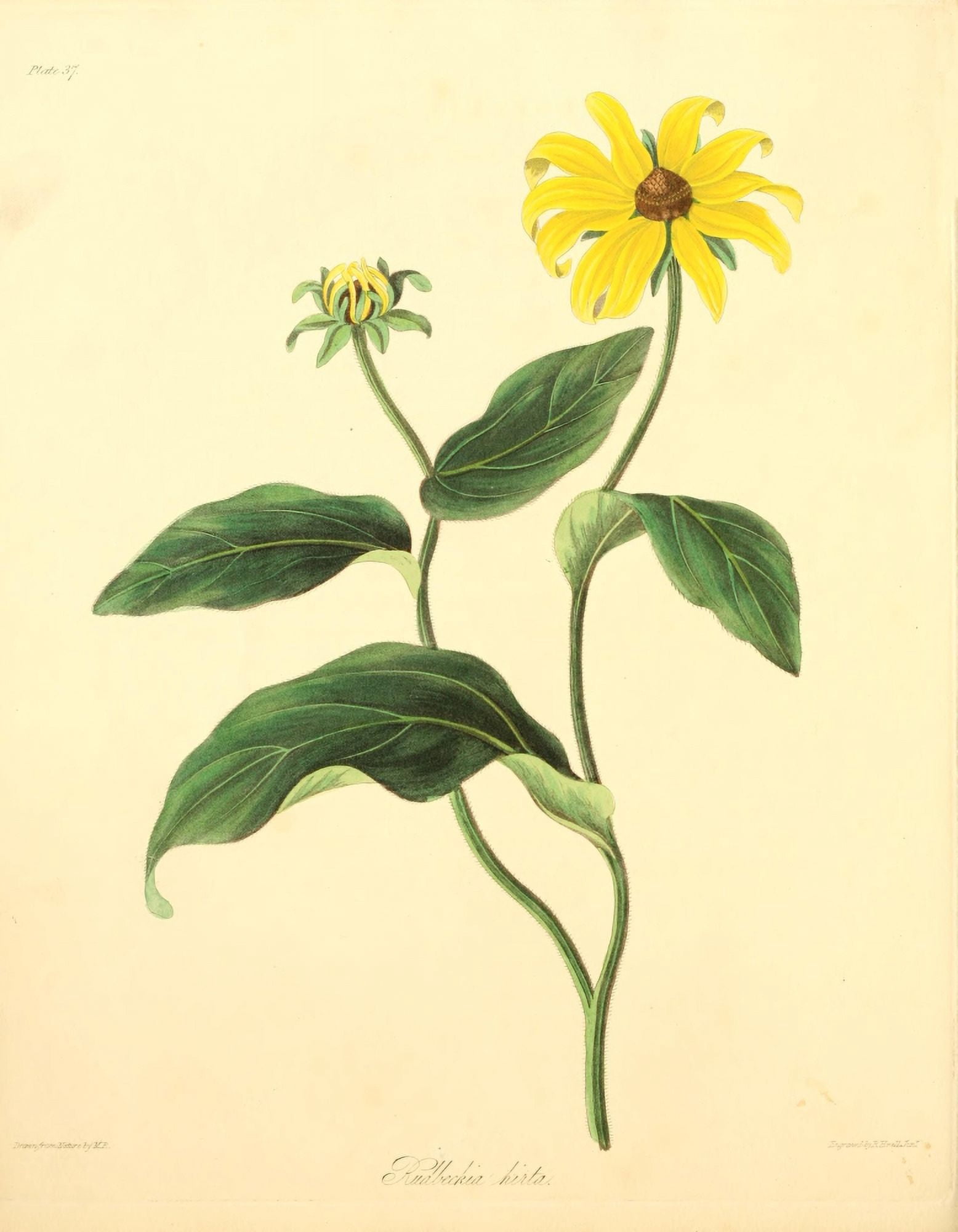 Floral Illustrations of the Seasons 1831 Rudbeckia Hirta Canvas Art - Margaret Roscoe (24 x 36)
