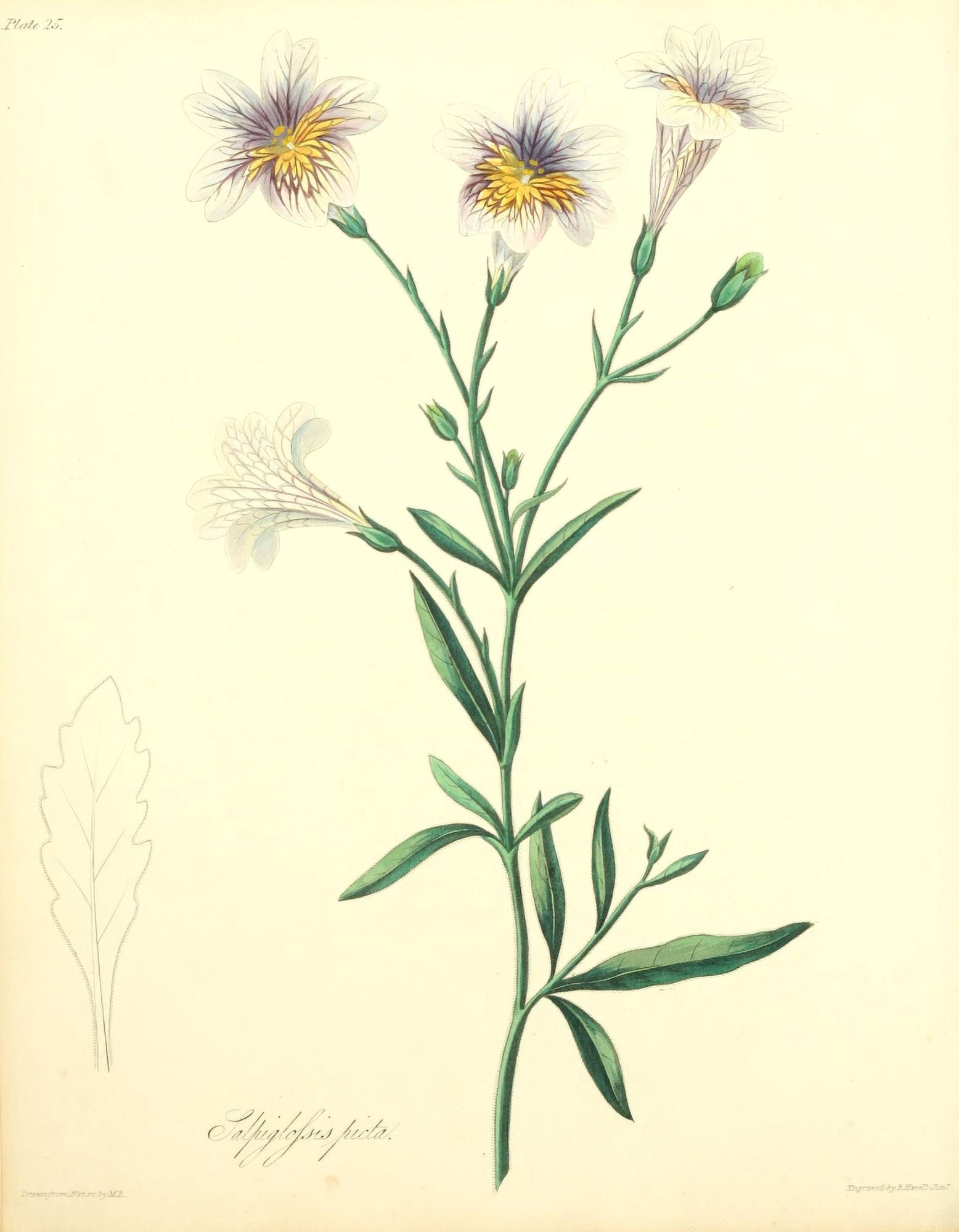 Floral Illustrations of the Seasons 1831 Salpiglossis Picta Canvas Art - Margaret Roscoe (24 x 36)