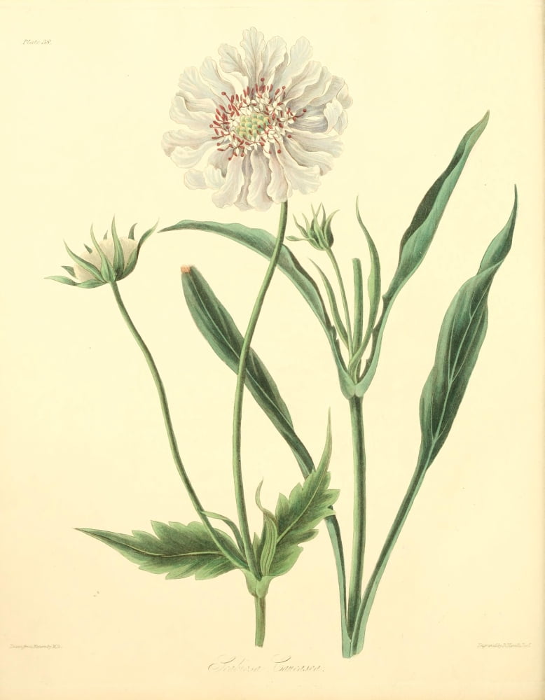 Floral Illustrations of the Seasons 1831 Scabiosa Caucasica Canvas Art - Margaret Roscoe (24 x 36)