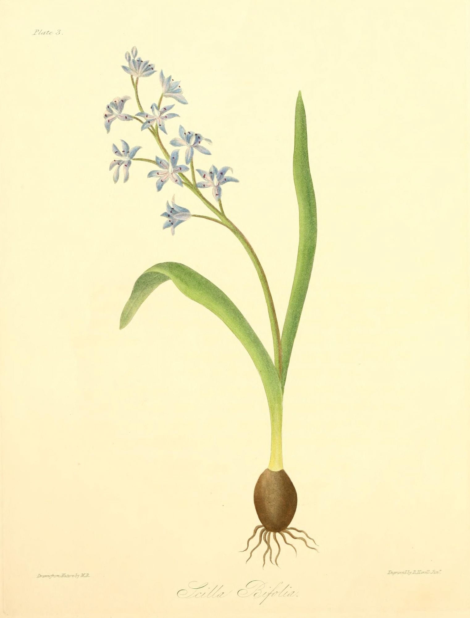 Floral Illustrations of the Seasons 1831 Scilla Bifolia Canvas Art - Margaret Roscoe (24 x 36)