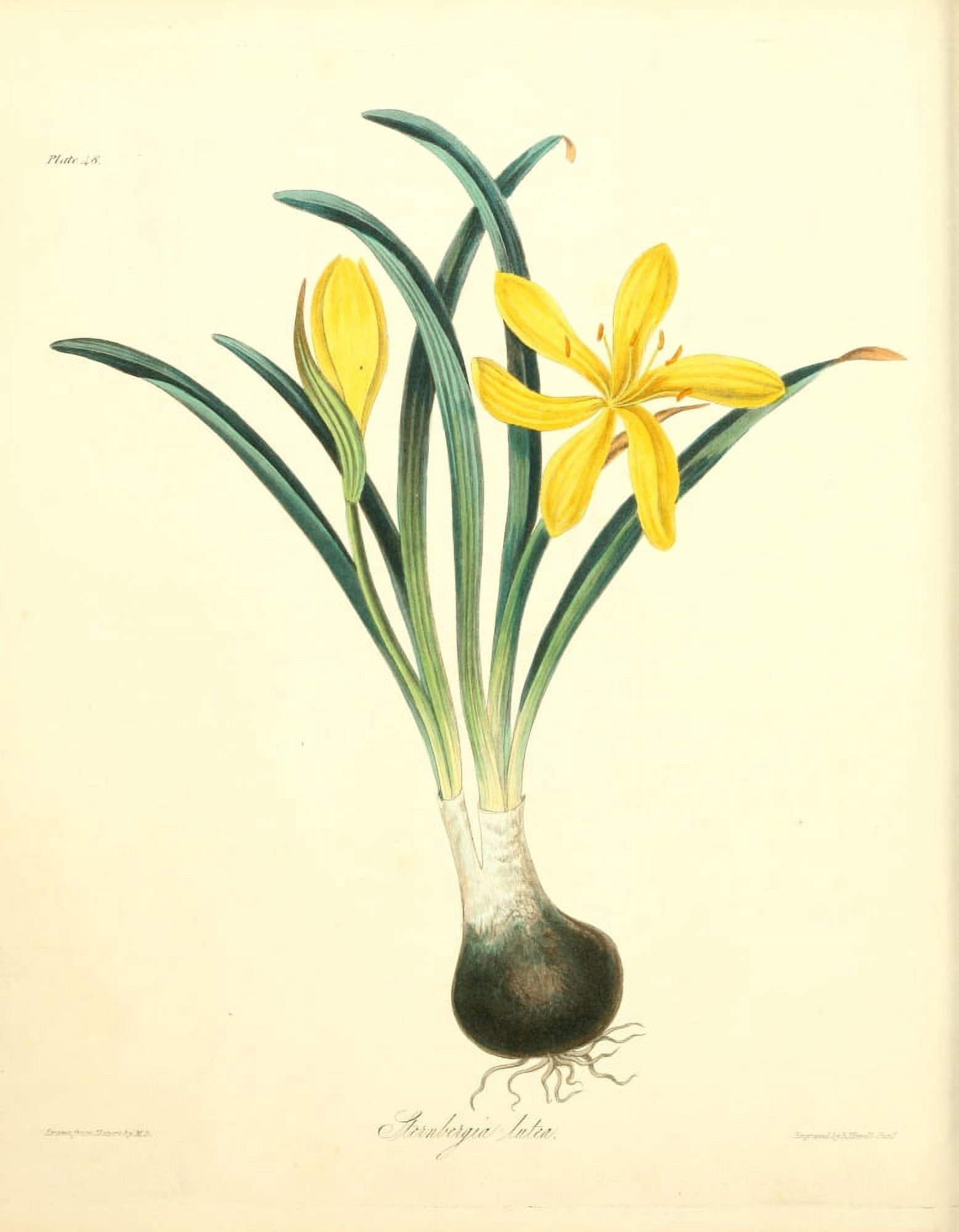 Floral Illustrations of the Seasons 1831 Sternbergia Lutea Canvas Art - Margaret Roscoe (18 x 24)