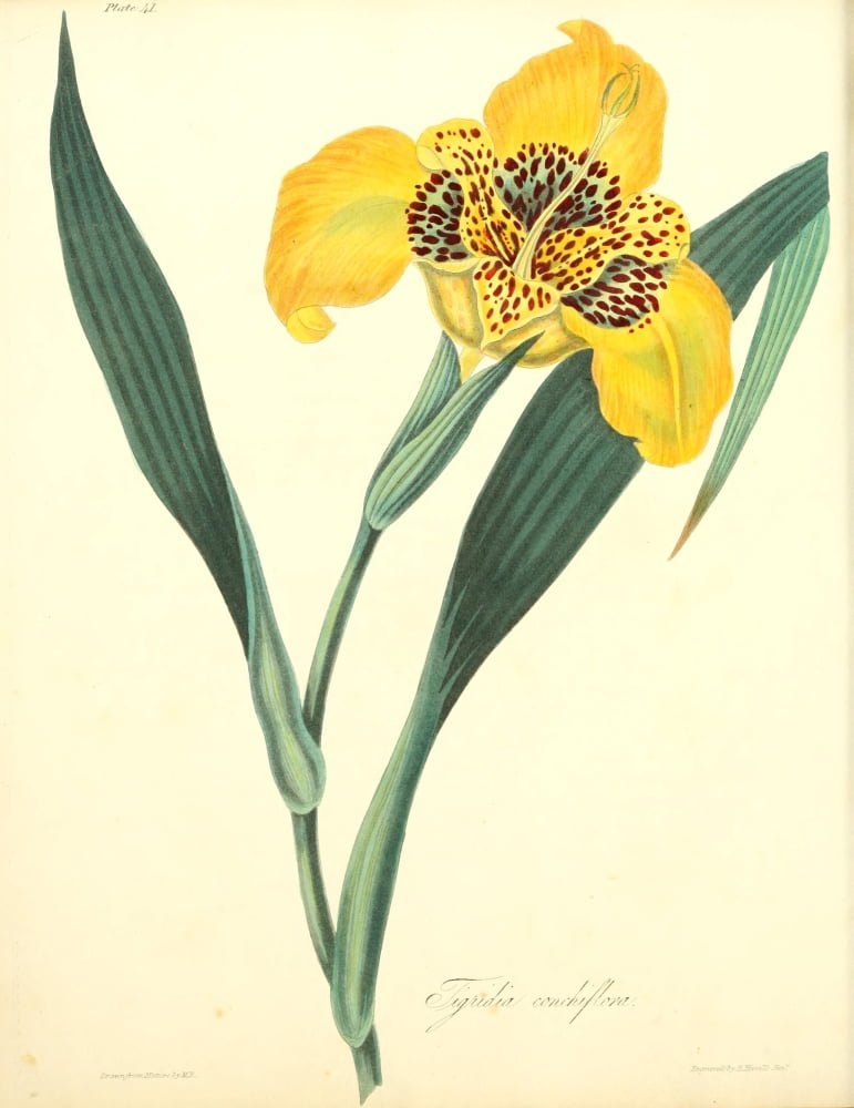 Floral Illustrations of the Seasons 1831 Tigridia Conchiflora Canvas Art - Margaret Roscoe (24 x 36)