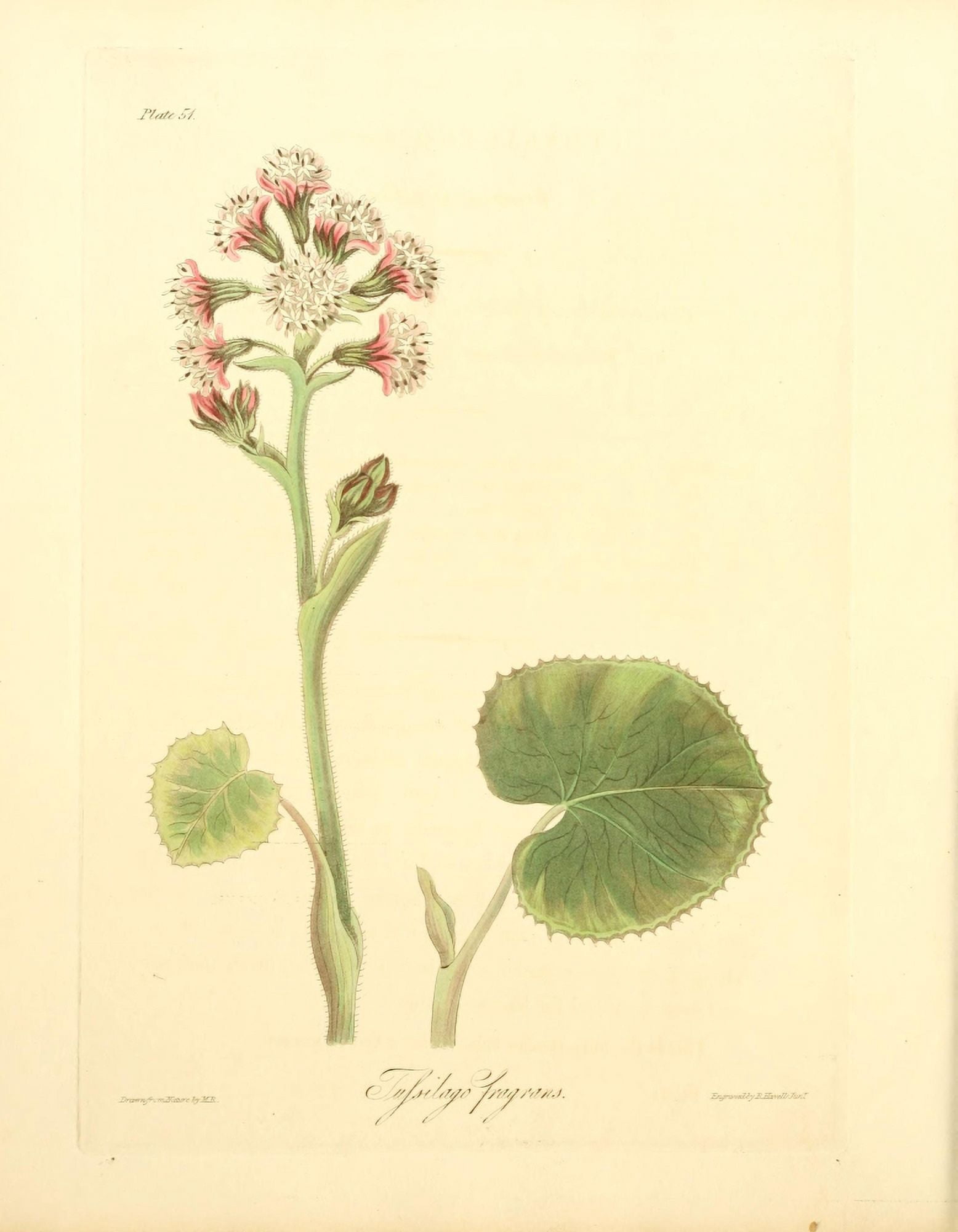Floral Illustrations of the Seasons 1831 Tussilago Fragrans Canvas Art - Margaret Roscoe (24 x 36)