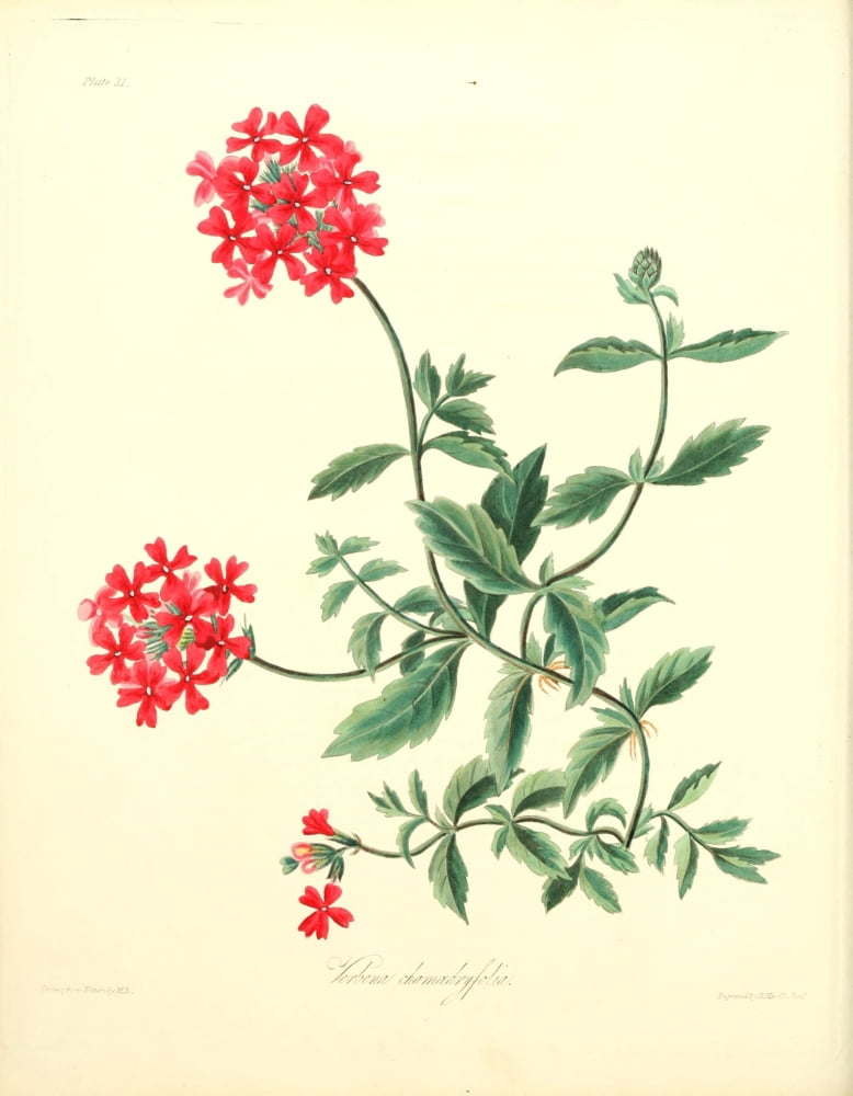 Floral Illustrations of the Seasons 1831 Verbena Chamaedrifolia Canvas Art - Margaret Roscoe (18 x 24)