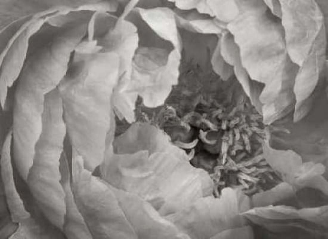 Floral Intimacy VI Canvas Art - Vitaly Geyman (18 x 24)