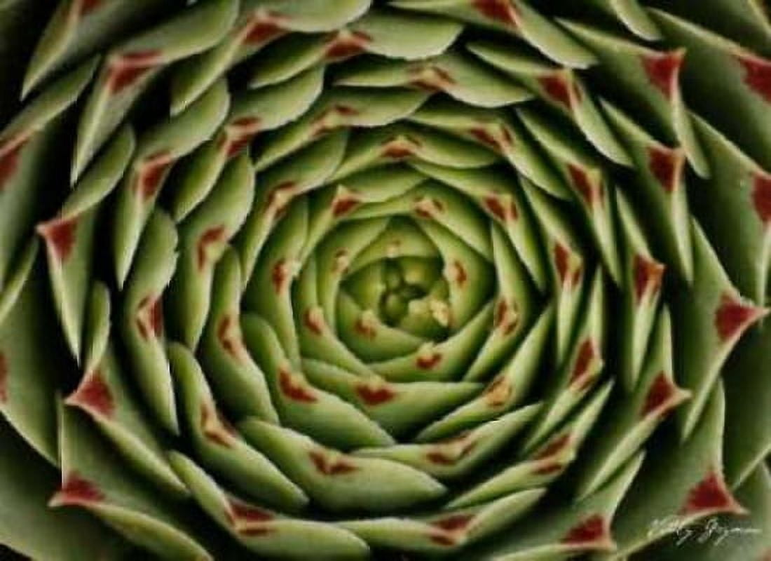 Floral Labyrinth I Color Canvas Art - Vitaly Geyman (18 x 24)