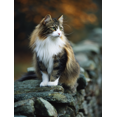 thumbnail image 1 of Floral Pattern Cat Canvas Print Kids Room Home Study Wall Art Decor, 1 of 8