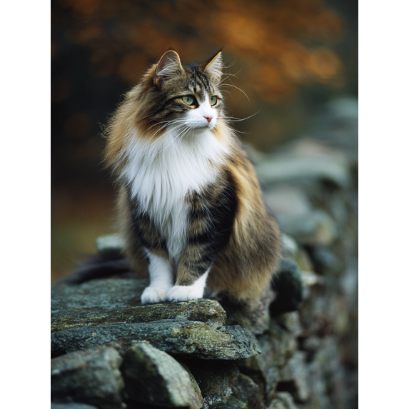 Floral Pattern Cat Canvas Print Kids Room Home Study Wall Art Decor