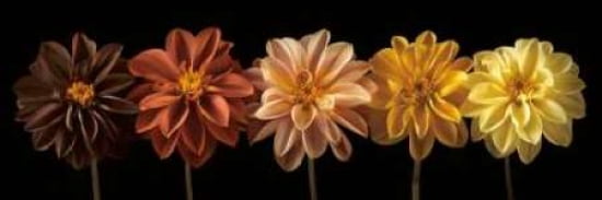 Floral Salute Canvas Art - Assaf Frank (8 x 24)