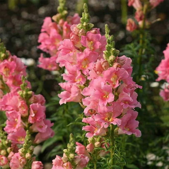Floral Showers Snapdragon Rose ~25 Seeds - Non-GMO, Dwarf 6-8" Plants, Fragrant & Vibrant Blooms, Perfect for Indoor Planters, 115-121 Days to Maturity, Ideal for Bouquets & Arrangements.