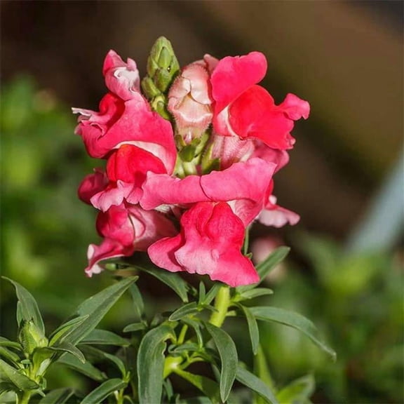 Floral Showers Snapdragon Rose Pink ~25 Seeds - Non-GMO, Dwarf 6-8" Plants, Fragrant & Vibrant Blooms, Perfect for Indoor Planters, 115-121 Days to Maturity, Ideal for Bouquets & Arrangements.