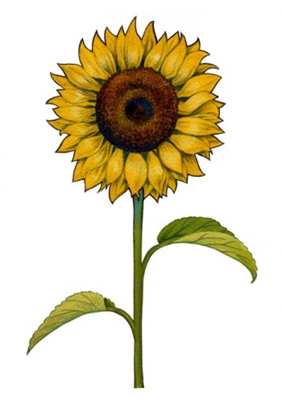Floral Sunflower Canvas Art - Christine Kerrick (21 x 30)