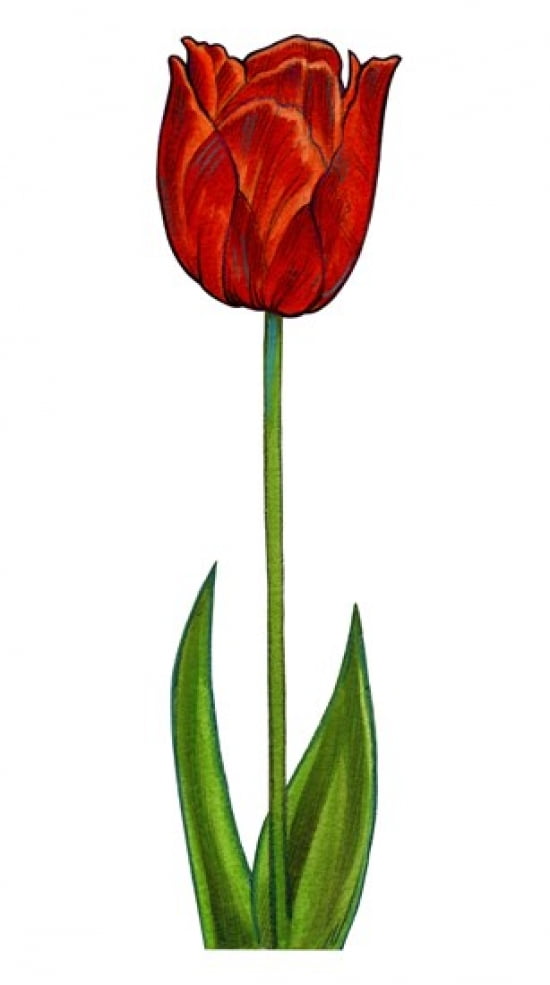 Floral Tulip Canvas Art - Christine Kerrick (16 x 29)