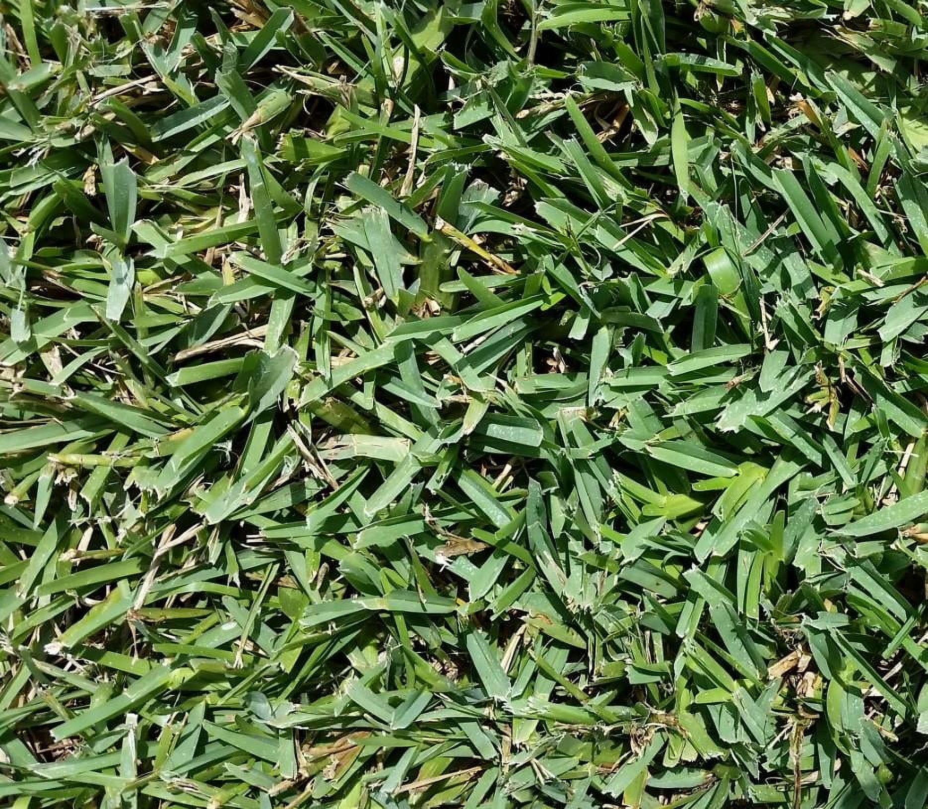 Floratam Grass Plugs 2 Trays