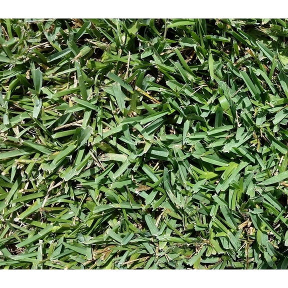Floratam Grass Plugs - 2 Trays