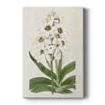 thumbnail image 1 of Flore Albo I Premium Gallery Wrapped Canvas - Ready to Hang, 1 of 9