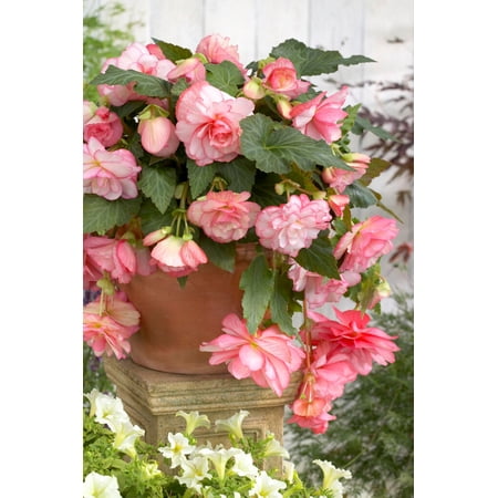 Florence Begonia 2 Bulbs -Hybrid Begonia