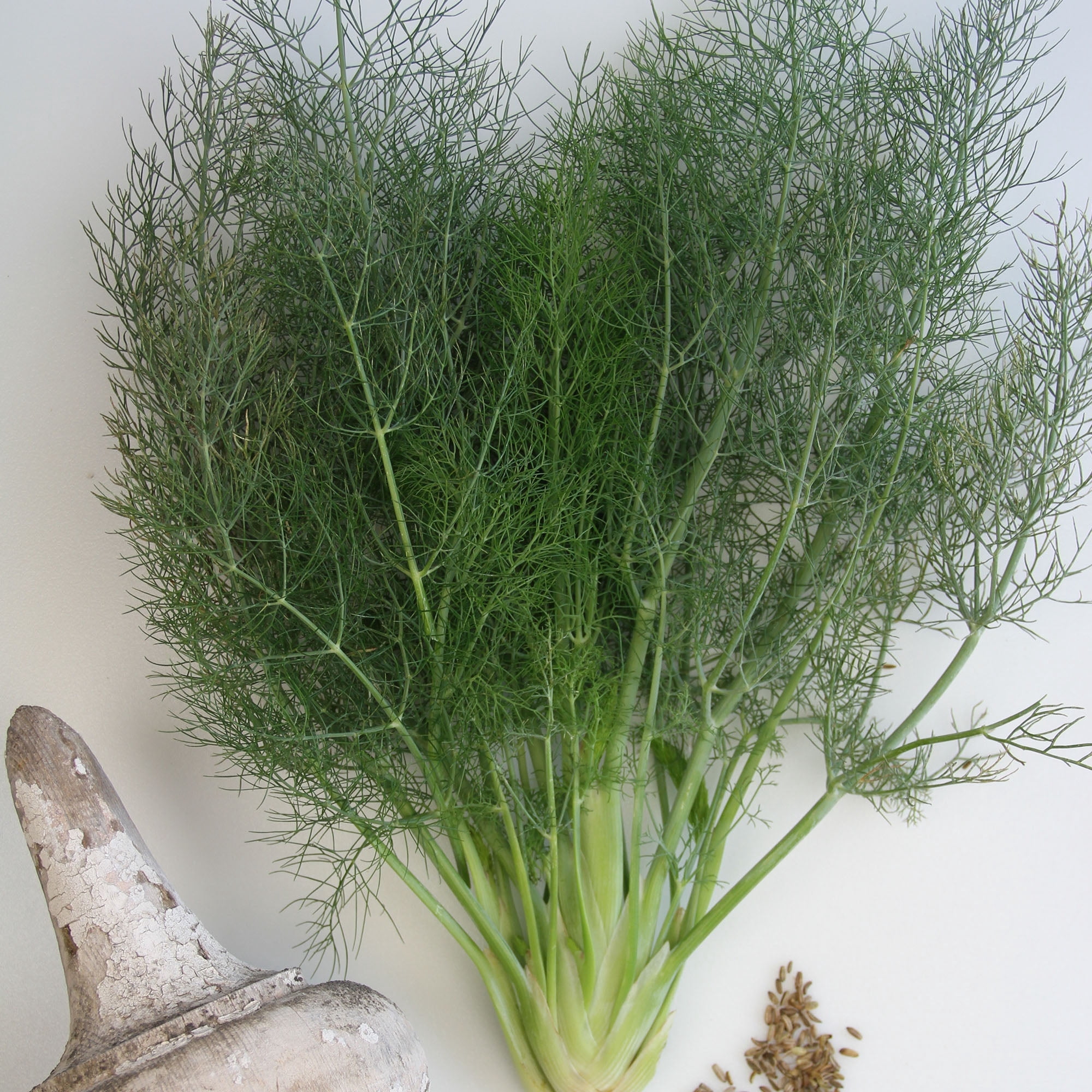Florence Fennel - 1/4 LB Bulk ~34,000 Seeds - Heirloom, Open Pollinated, Non-GMO, Culinary Herb Gardening & Micro Greens Seeds