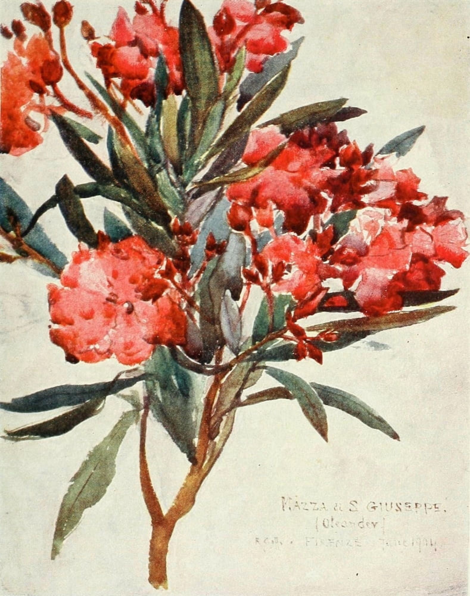 Florence & some Tuscan Cities 1905 Pink Oleander Blossom Canvas Art - RC Goff (18 x 24)