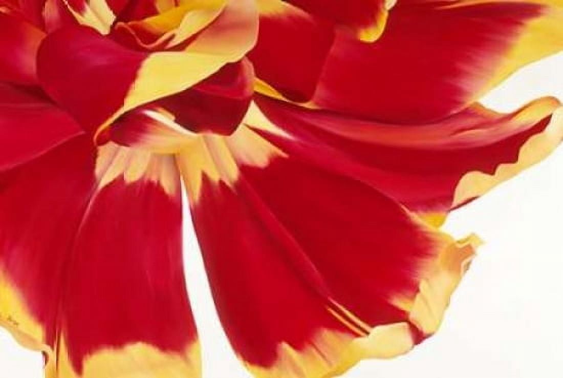 Floriade III Canvas Art - Yvonne Poelstra-Holzhaus (20 x 28)