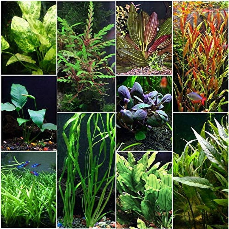Aqualeaf Aquatics Florida 10 Species Live Aquarium Plants Bundle