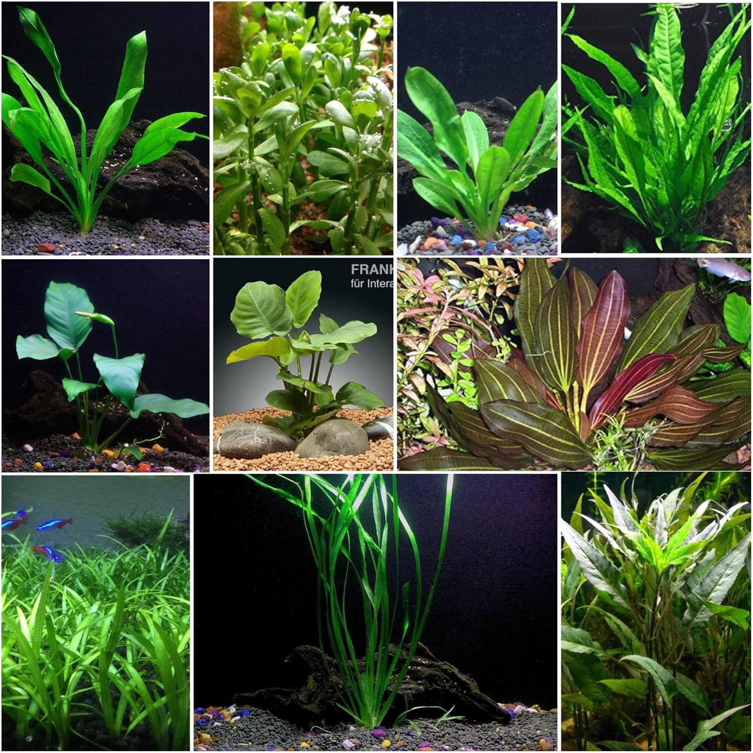 Aquarium Plant Seeds