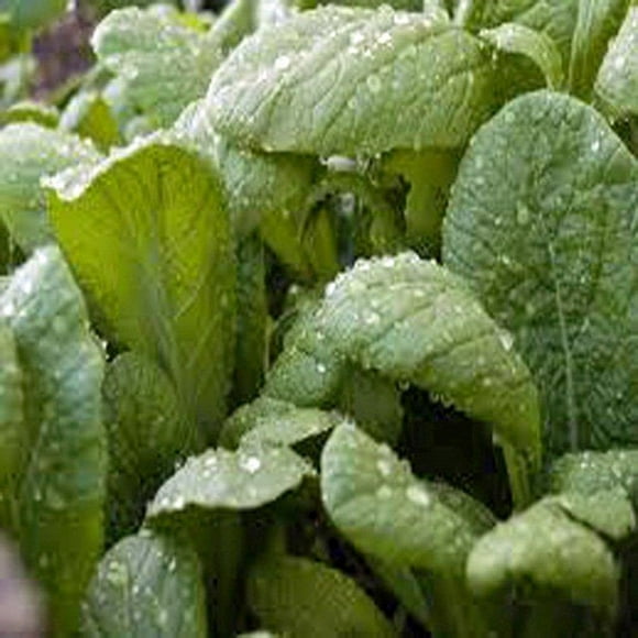 Florida Broadleaf Mustard Seeds - 100 Count Seed Pack - a Fast Growing Green, Making it Great for Spring and Fall Eating. - Country Creek LLC